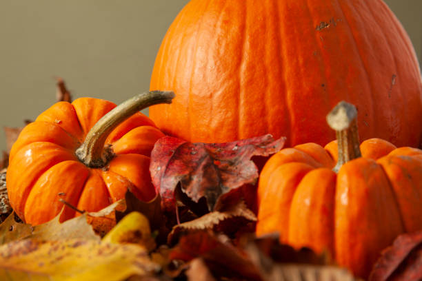 istock A fall themed composition with pumpkins on fallen autumn leaves 1273013259