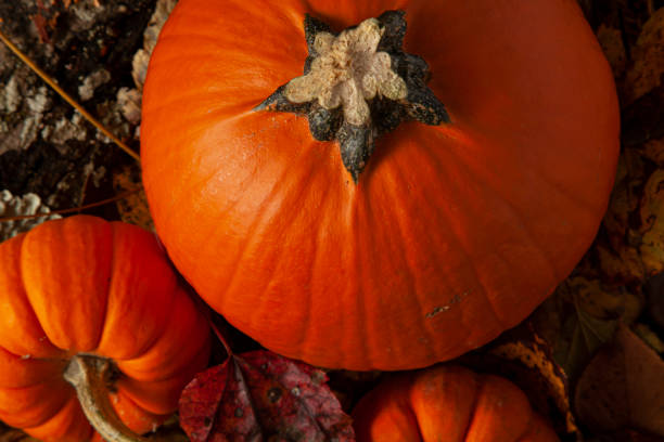istock A fall themed composition with pumpkins on fallen autumn leaves 1273013423