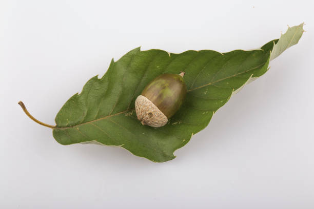 acorns and green leaf isolated on white background