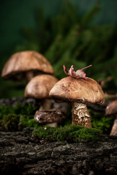 istock Boletus mushrooms (Leccinum scabrum) grow in the woods. 1273014543