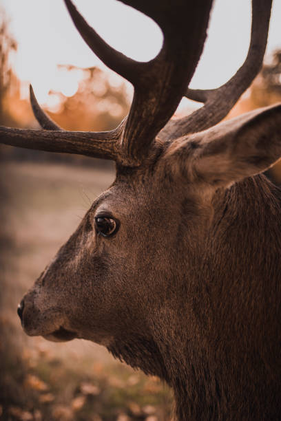 istock Deer with large branched horns In the natural habitat 1273015464