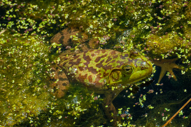 istock Close up of frog in a pond 1273015692
