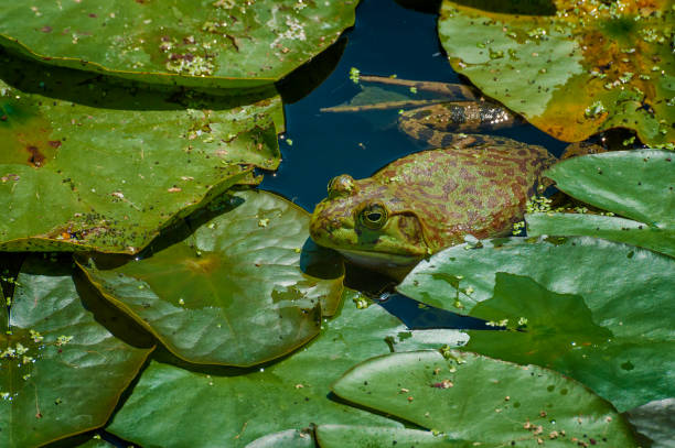 istock Close up of frog in a pond 1273015799