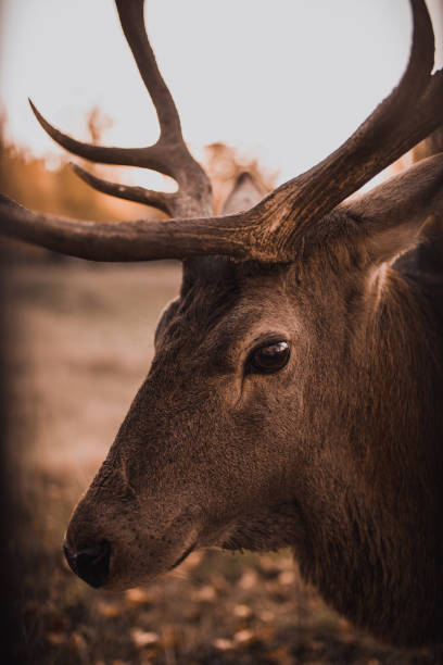 istock Deer with large branched horns In the natural habitat 1273016104