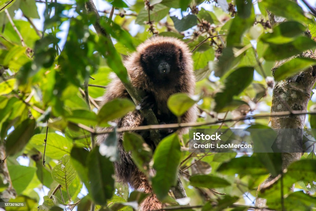 Masked titi monkey photographed  in Santa Maria de Jetiba, Espirito Santo. Southeast of Brazil. Masked titi monkey photographed  in Santa Maria de Jetiba, Espirito Santo. Southeast of Brazil. Atlantic Forest Biome. Picture made in 2016. Atlantic Titi Stock Photo