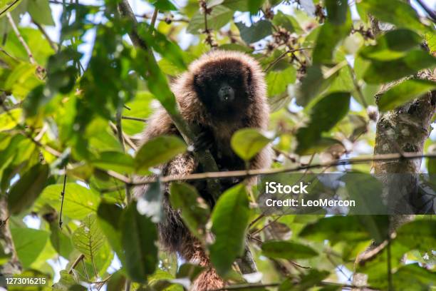 Masked Titi Monkey Photographed In Santa Maria De Jetiba Espirito Santo Southeast Of Brazil Stock Photo - Download Image Now