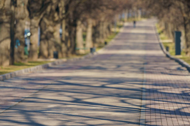 Spring alley in the park. Shadows of trees cover road. Concepts of beauty of nature. Suitable as background, template.