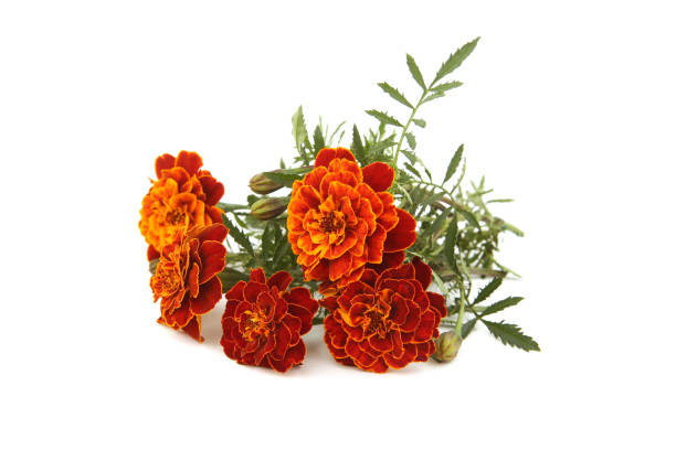 bouquet de fleurs de souci de français isolées sur le fond blanc. - french marigold photos et images de collection