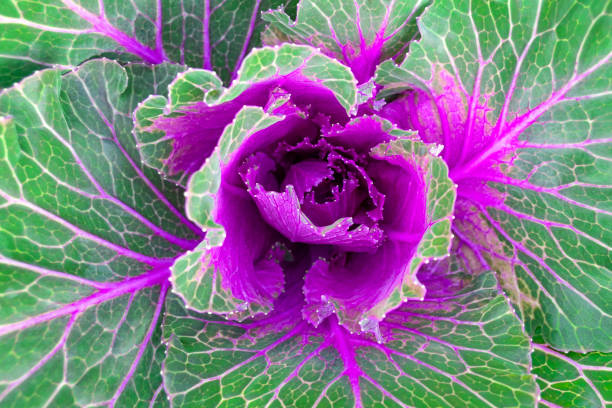 istock Vibrant image of decorative cabbage close up 1273017648