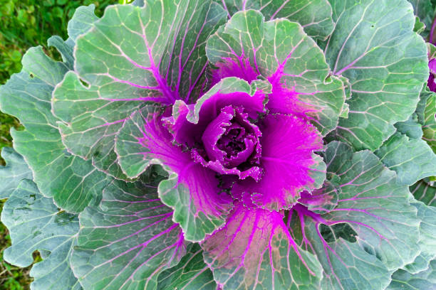 istock Vibrant image of decorative cabbage close up 1273017650