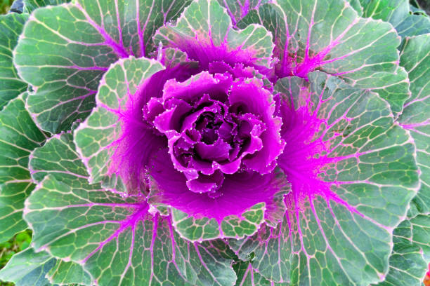 istock Vibrant image of decorative cabbage close up 1273017654