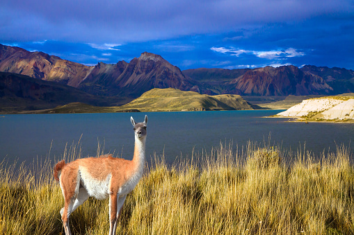 Guanaco is a wild humpbacked camel that lives in South America. Argentina, Patagonia. Los Glaciares Natural Park. Huge lake with azure water and cold mountains