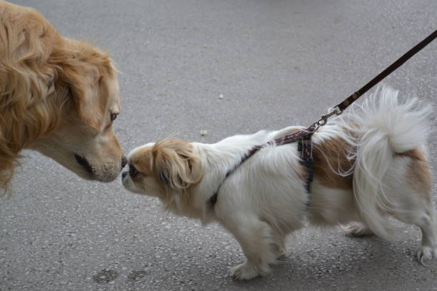 istock Dogs on the street 1273029794