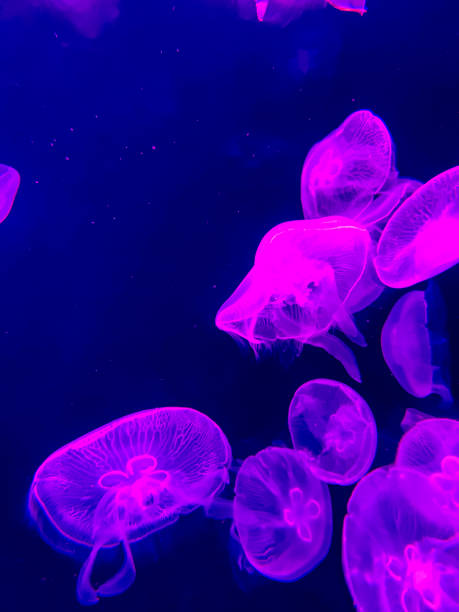 Pretty Purple Jellyfish A close-up of translucent moon jellyfish underwater. bioluminescence water stock pictures, royalty-free photos & images