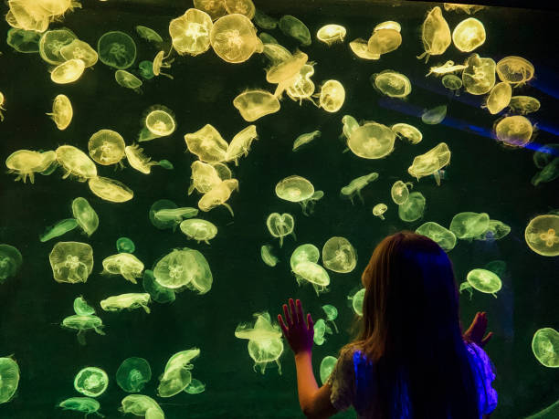 Curiosity at the Aquarium