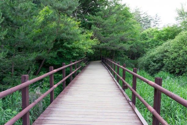 istock woljeongsa fir tree forest path, Pyeongchang, South Korea 1273030621
