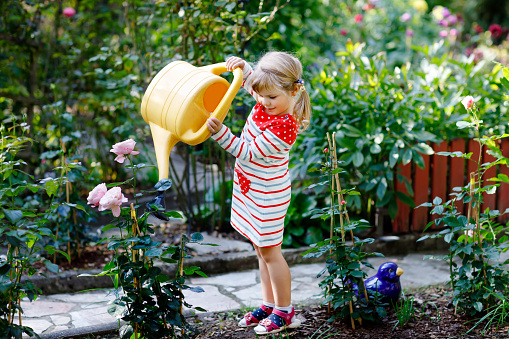 Beautiful little toddler girl in red colorful dress watering blossoming roses flowers with kids water can. Happy child helping in family garden, outdoors on warm sunny bright day.