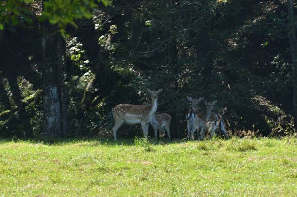istock A herd of fallow deer runs towards the forest 1273053302
