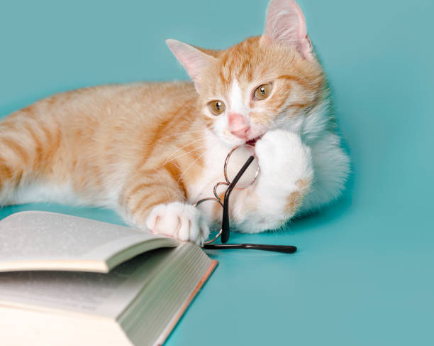 istock ginger cat and a book with glasses on a light background close up 1273067422