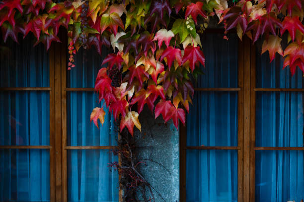 red autumn leaves on the window