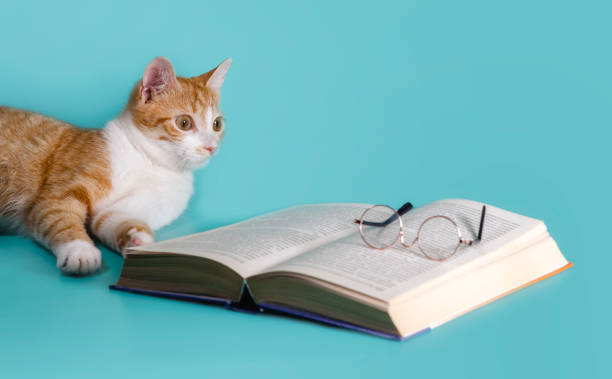 istock ginger cat and a book with glasses on a light background close up 1273068791