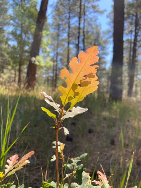 istock Leaves changing color, first sign of Fall 1273069752