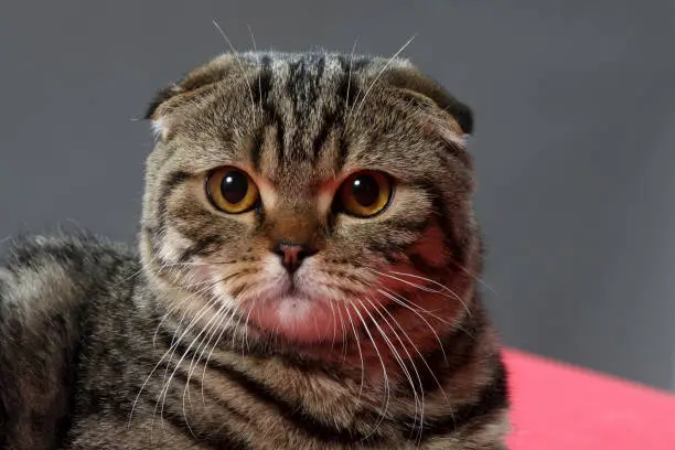 Portrait of a purebred striped domestic cat. Breed lop-eared