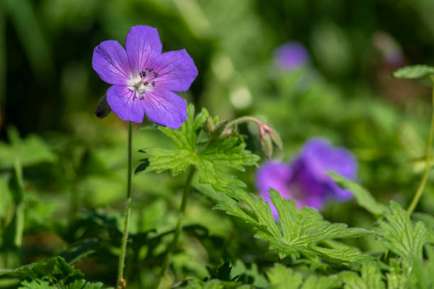Cranesbills flowering plant, Geranium Rozanne flowers in bloom, blue purple five petals, green background