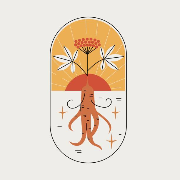 ilustrações de stock, clip art, desenhos animados e ícones de outline emblem or logo of red or panax ginseng root with red sun and berries. ginseng drawing for print, icon, logo, emblem, label, stamp and other decoration. simple minimalistic vector illustration. - ginseng root herbal medicine panax