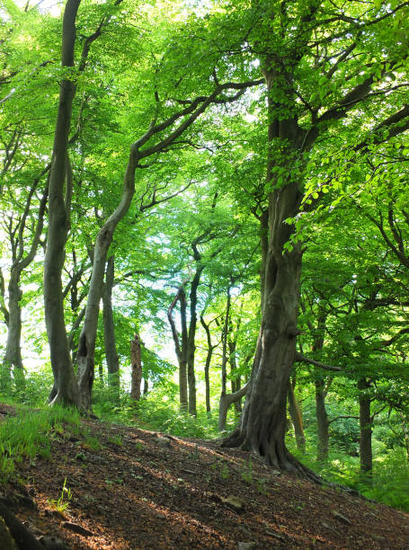 árvores de faia floresta alta com folhas de verão verde vibrante em uma encosta em bosques ninho de corvo em yorkshire ocidental - glade light dappled tree - fotografias e filmes do acervo