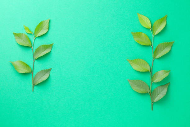 istock Minimal Composition With Twigs Of Elm Tree 1273085460