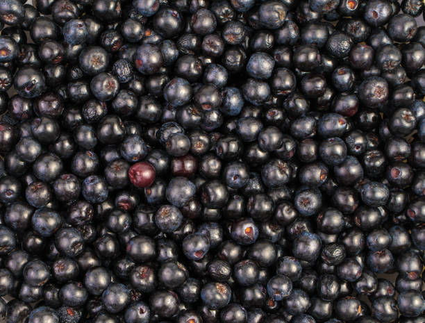 istock Lots of black mountain ash top view, berry background. 1273086720