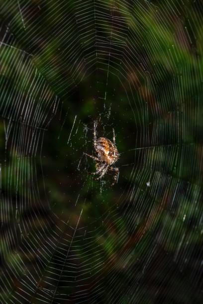 istock Garden Spider Repairing His Web. 1273089357