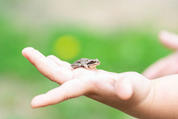 istock a child holds a small frog in his hands 1273102853