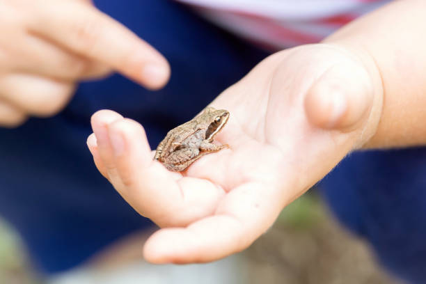 istock a child holds a small frog in his hands 1273102984
