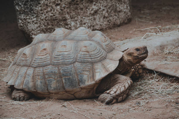 istock Galapagos tortoise walking on land 1273103025