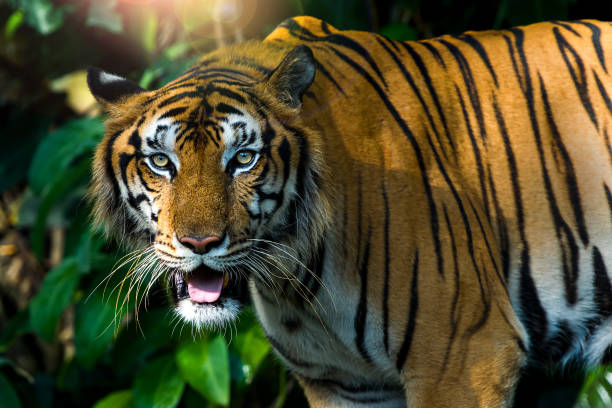 istock Photos of tiger naturally. 1273103120
