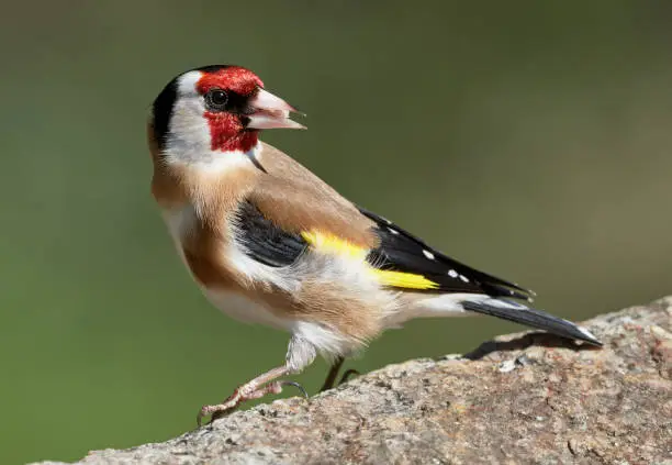 European Goldfinch (Carduelis carduelis) eats birdfood on a rock against green natural background in spring. Beautiful wild bird with colorful plumage. Rastatt, Germany