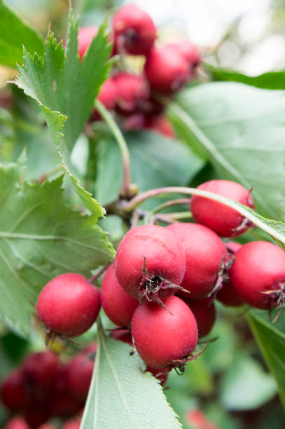 クラテガス・コシネア健康で観賞用の赤い果実、緑の葉を持つ美しい木の枝 - hawthorn berry fruit plant autumn ストックフォトと画像
