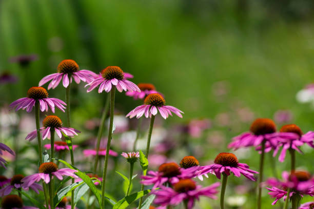 echinacea purpurea flores de flor, grupo de plantas en floración - coneflower fotografías e imágenes de stock