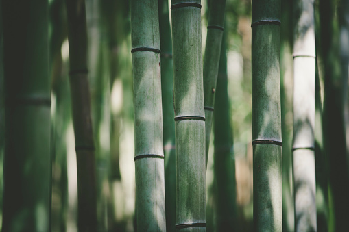 Kyoto, Japan, 17 August 2015: Bamboo forest near Kyoto