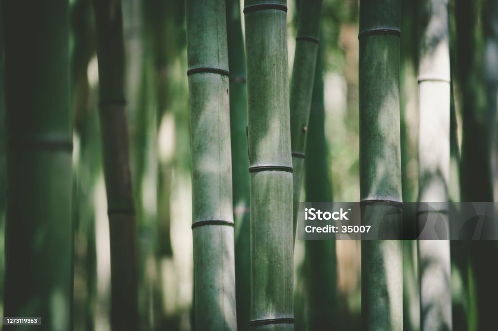 bamboo light and shadow background bamboo forest light and shadow background. Bamboo - Plant Stock Photo