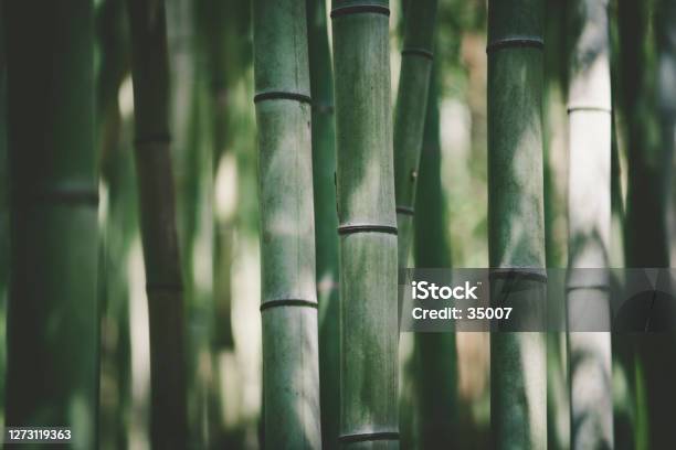 Bamboo Light And Shadow Background Stock Photo - Download Image Now - Bamboo - Plant, Bamboo - Material, Plant