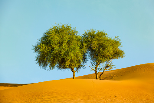 trees in the wahiba sands desert in the sultanate of oman, middle east.
