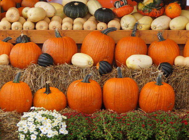 halloween and autumn decor-full frame display of pumpkin ans all kinds of squash beautiful autumn photo - pumpkin patch imagens e fotografias de stock