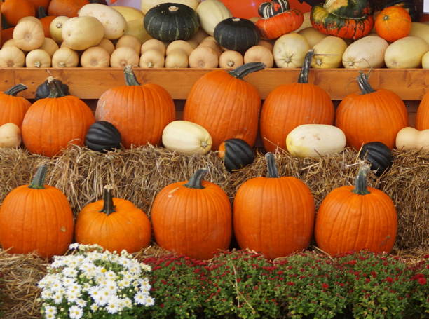 хэллоуин и осенний декор-полный кадр дисплей тыквы ас все виды сквош красивые осенние фото - pumpkin patch стоковые фото и изображения