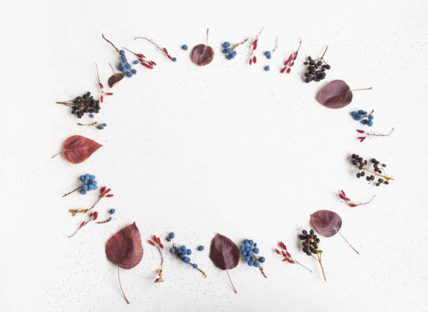 istock Various Berries and leafs of wild trees frame isolated on white texture background and open space for text. Botany background. Top view. Flat lay 1273130262