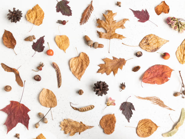 istock Flat lay of various seeds and leafs of wild trees isolated on white texture background. Fall botany background. Top view 1273130644