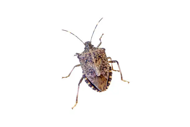 A common pest that invades gardens and crops