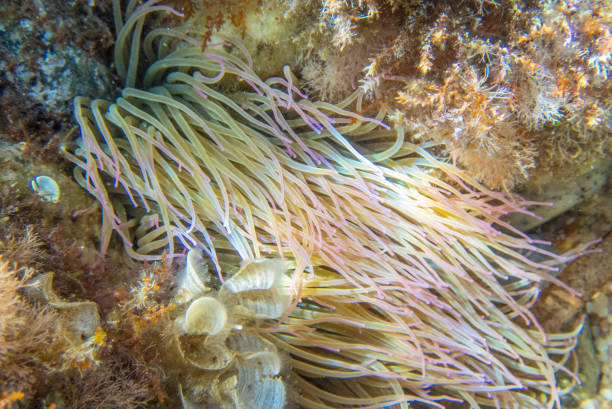 istock Anemones in mediterranean sea - Platja D'Aro 1273140335